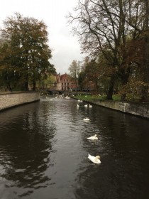 zwanen in Brugge