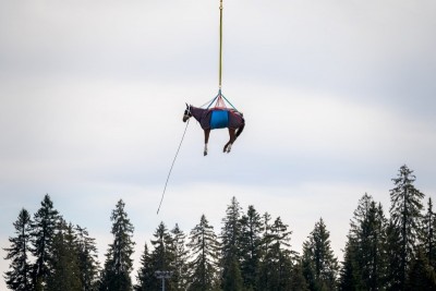 paard hangt in de lucht