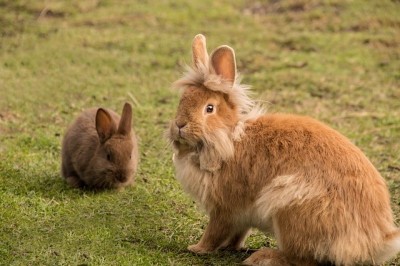 groot en klein konijn