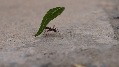 mier draagt blad