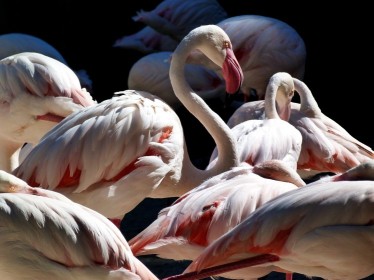 flamingo's