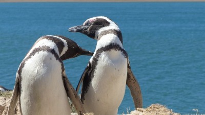 twee pinguïns