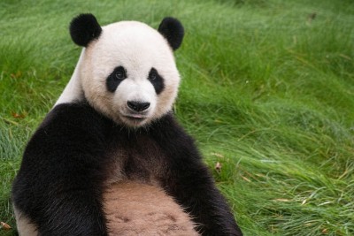 panda paira daiza